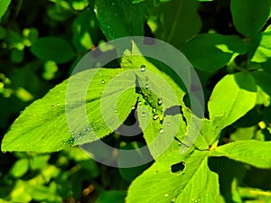 Fresh green grass with water drops. Close up of Dew Drops on Green Grass. With Selective Focus on Subject.