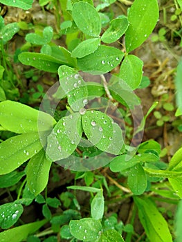 Fresh green grass with water drops. Close up of Dew Drops on Green Grass. With Selective Focus on Subject.