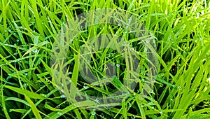 Fresh green grass with water drops. Close up of Dew Drops on Green Grass. With Selective Focus on Subject.