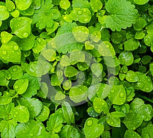 Fresh green grass with water drops closeup