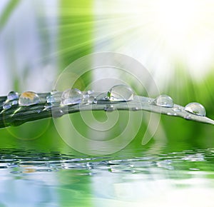 Fresh green grass with water drops closeup.