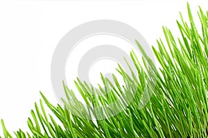 Fresh Green Grass with water drops Isolated on White Background