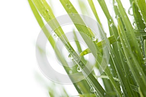 Fresh green grass with water drops isolated on white