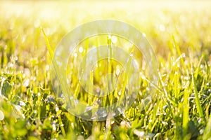 Fresh green grass with water drops over sunlight