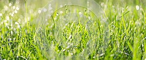 Fresh green grass with water drops in summer sunny day.