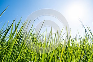 Fresh green grass and white grass flower with blue sky and sunlight background