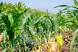 Fresh green Green Corn Field , indian farm ,