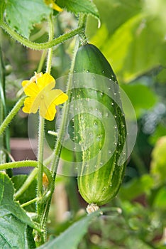 Fresh green growing cucumber with yellow flower in the garden on natural background close up macro