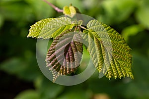 Fresh green Hazel leaves close up on branch of tree in spring with translucent structures against blurred background. Natural