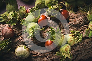 Fresh, green hazelnuts, close-up, on the bark of a walnut tree, uncleaned, top view, rustic, no people,