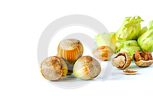 Fresh green hazelnuts cobnuts