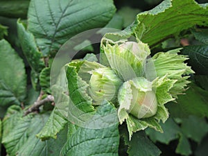 Fresh green hazelnuts are growing on the tree Corylus avellana photo