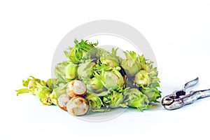 Fresh green hazelnuts