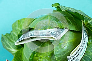 Fresh green head of cabbage and one american dollar in it on an isolated background