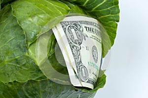 Fresh green head of cabbage and one american dollar in it on an isolated background