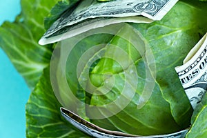 Fresh green head of cabbage and one american dollar in it on an isolated background