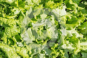 Fresh green healthy salad, close-up. Salad background. Green leaves Lactuca sativa, in the garden bed. View from above