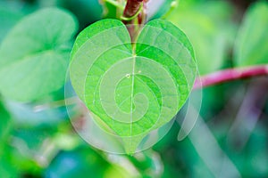 Fresh Green Heart-Shaped Leaf in Tropical Asia