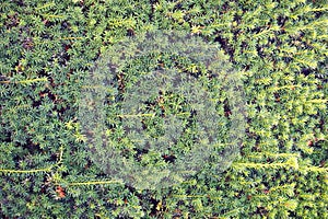 fresh green hedgerow texture