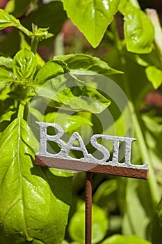 Fresh Green Herbal Basil Leaves