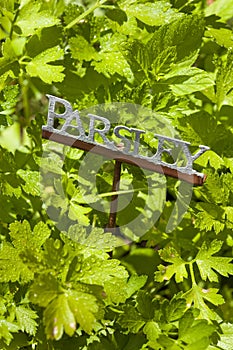 Fresh Green Herbal Parsley Leaves