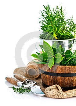 Fresh green herbs with garden tools