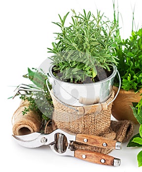 Fresh green herbs with garden tools