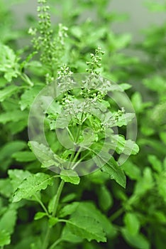 Fresh green Holy Basil, Healthy Food