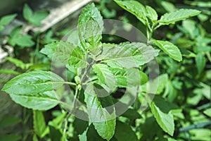 Fresh green Holy Basil, Healthy Food