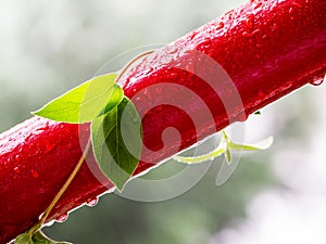 Fresh green honeysuckle ivy on red metal pipe in the rain