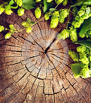 Fresh, green hop branch on cracked wooden background