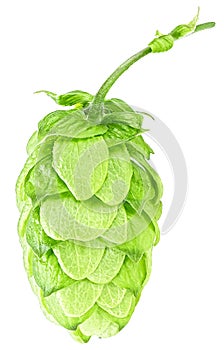 Fresh green hop cone isolated on white background. Organic hop flower