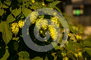 Fresh green hop cone plant,