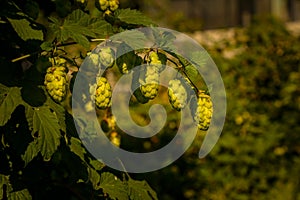 Fresh green hop cone plant,