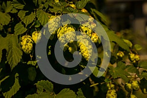 Fresh green hop cone plant,