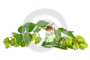 Fresh green hop cones with bottle of oil isolated on white