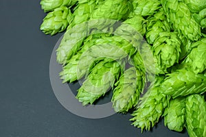Fresh green hop cones on a dark background