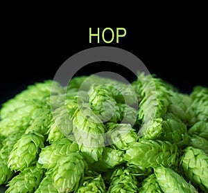 Fresh green hop cones on a dark background