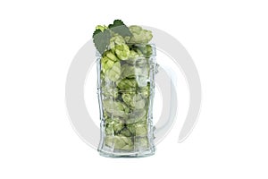 Hops in glass beer mug over white background