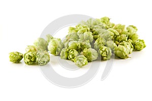 Fresh green hops