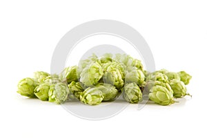 Fresh green hops