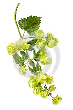Fresh green hops branch, isolated on a white background. Hop cones with leaf. Organic Hop Flowers. Close up.