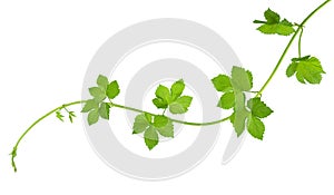 Fresh green hops branch, isolated on a white background. Hop cones with leaf. Organic Hop Flowers. Close up. Brewery