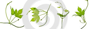 Fresh green hops branch, isolated on a white background. Hop cones with leaf. Organic Hop Flowers. Close up. Brewery