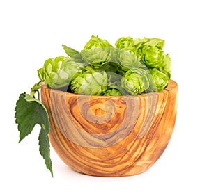 Fresh green hops branch in olive bowl, isolated on a white background. Hop cones with leaf. Organic Hop Flowers. Close