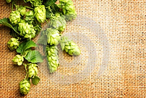 Fresh green hops closeup. Branches of hop with cones