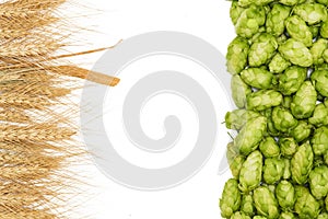 Fresh green hops, ears of barley. Green hops, malt, ears of barley and wheat grain. Beer production. Isolated on white background