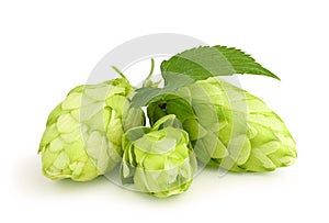 Fresh green hops leaf .