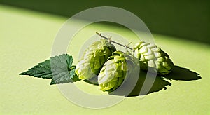 Fresh Green Hops with Leaf on Light Green Surface