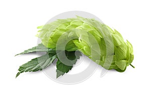 Fresh green hops with leaf on white background